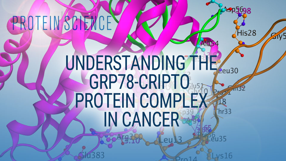Understanding the GRP78-Cripto Protein Complex in Cancer